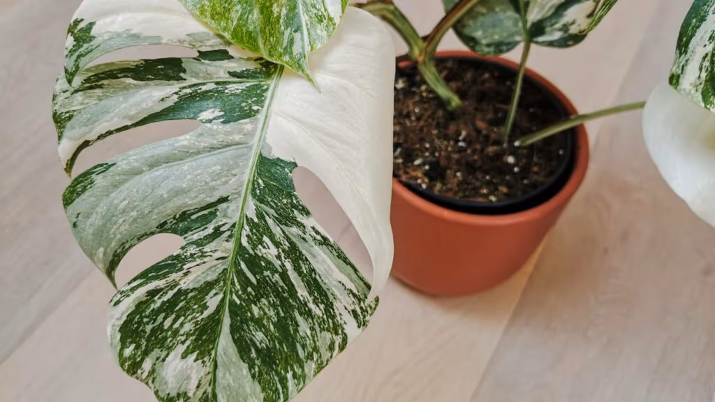 Plantas comuns viraram investimento da noite para o dia