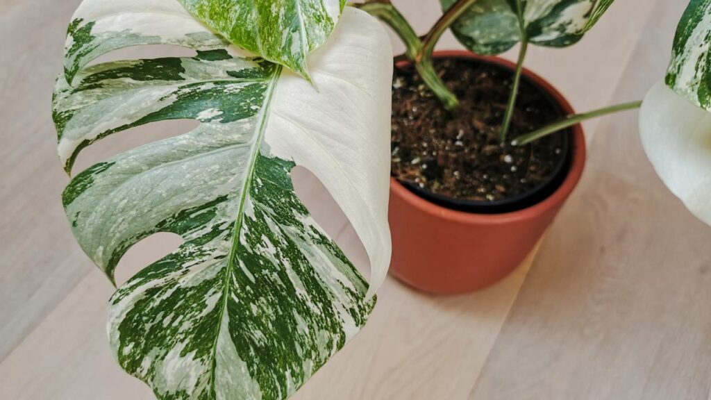 Plantas comuns viraram investimento da noite para o dia