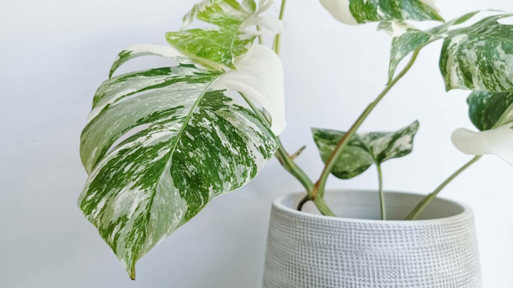 Plantas comuns viraram investimento da noite pro dia