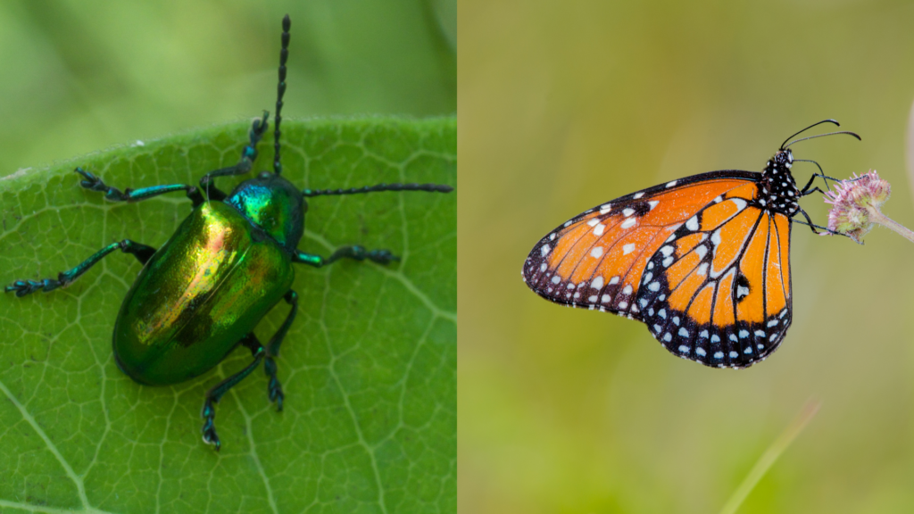 O besouro Chrysochus auratus e a Borboleta-Monarca são exemplos de seres que utilizam toxinas de plantas para sua defesa - Créditos: Por xpda // Clodomiro Esteves Junior / Wikimedia Commons