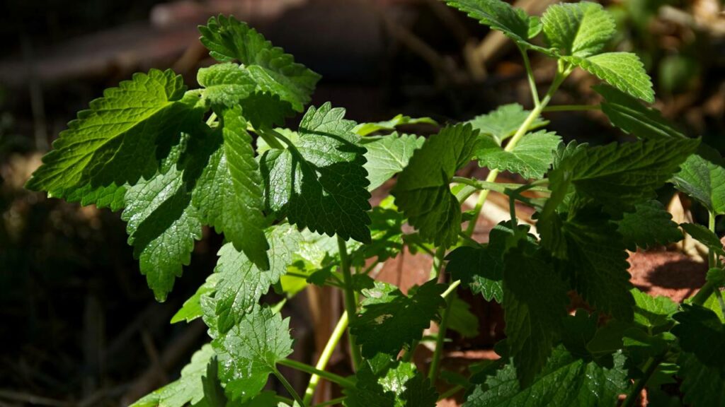 Essa planta barata afasta mosquitos e ainda limpa o ar