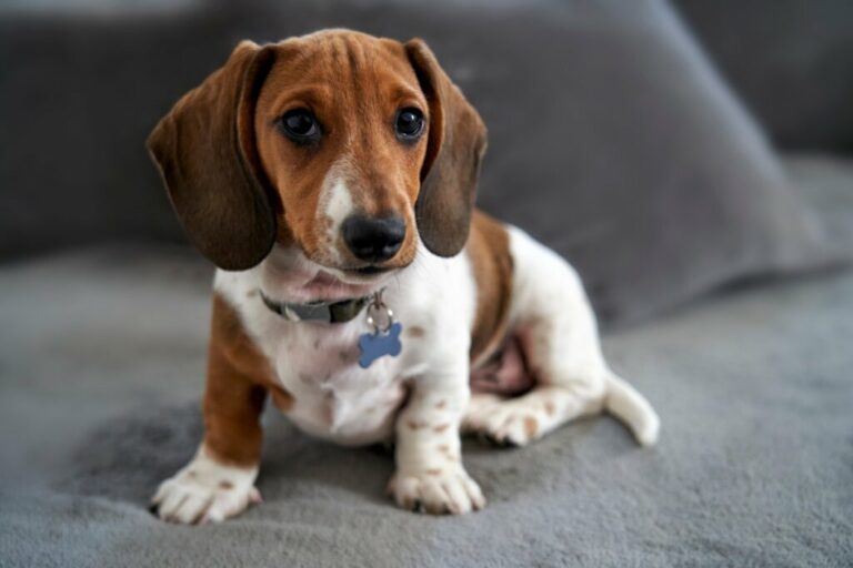 Seu cachorro é distraído? Confira 10 nomes perfeitos para ele