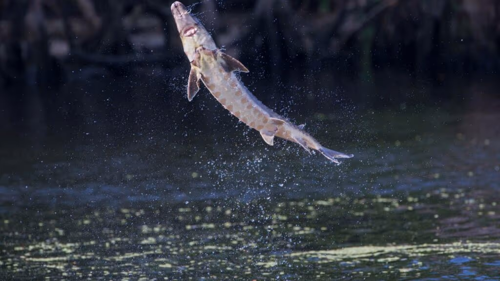Pescador fica atordoado após pegar enorme ‘peixe-dinossauro’ considerado extinto: ‘Quase caí’