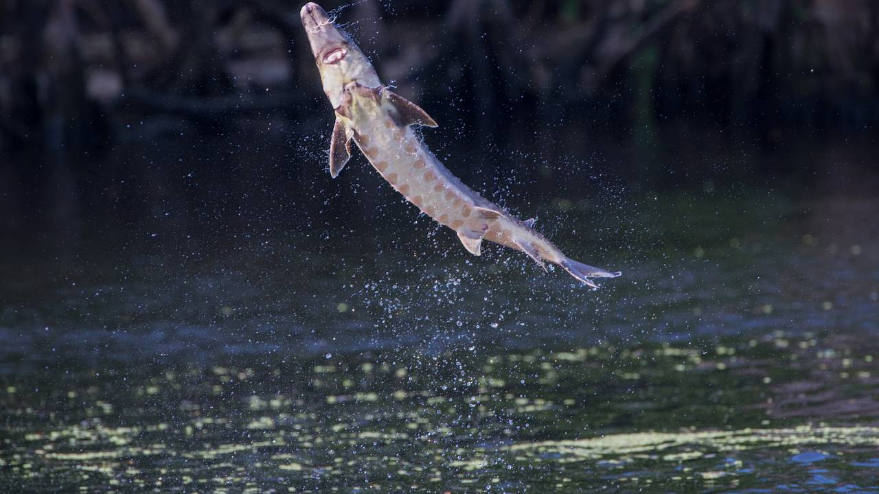 O gigante emerge das águas: “Um esturjão beluga, pensavam que estava extinto”