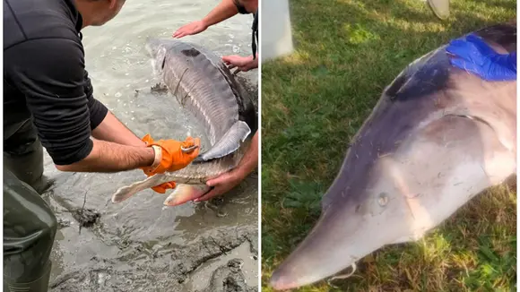 O gigante emerge das águas: "Um esturjão beluga, pensavam que estava extinto"