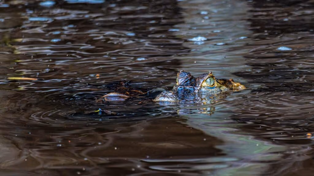 Olha o tamanho desse jacaré, o maior da Amazônia