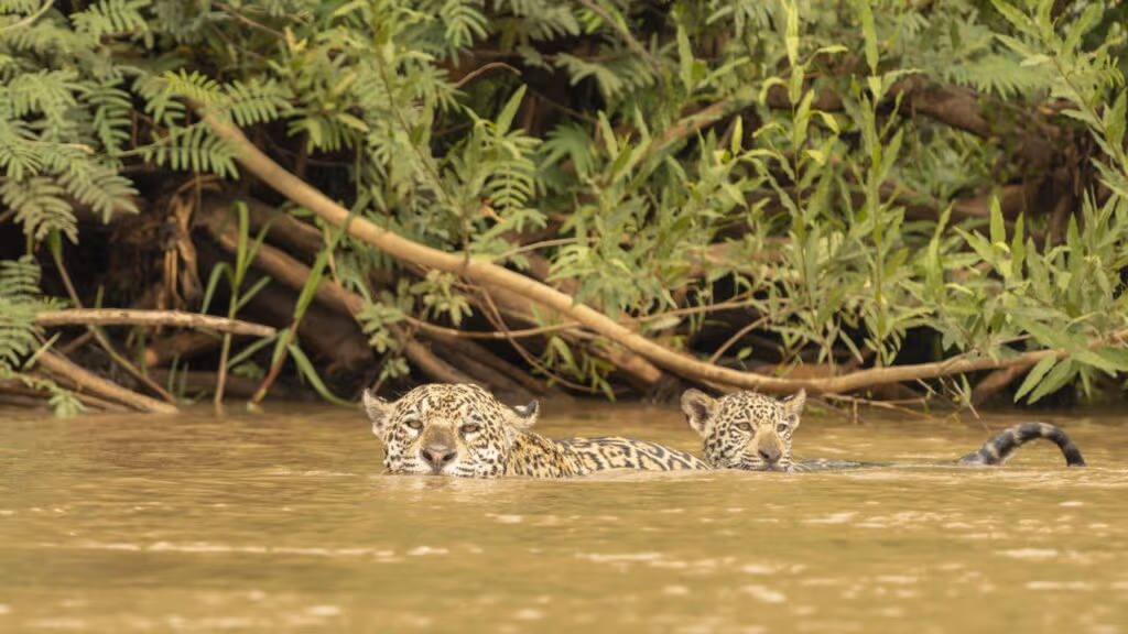 Onça-pintada reage a aproximação de humano a seu filhote, cuidado