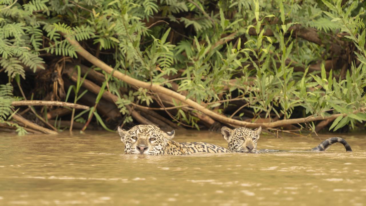 Onça-pintada reage a aproximação de humano a seu filhote, cuidado