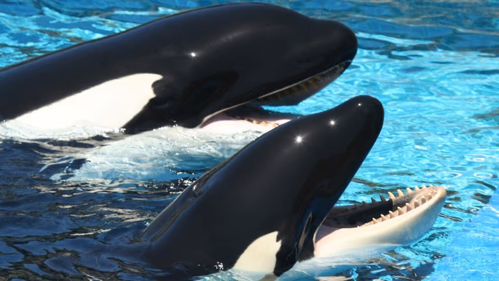 Parque aquático fecha e dúvida se instala sobre eutanásia em massa ou envio para a China de 30 belugas e 2 orcas