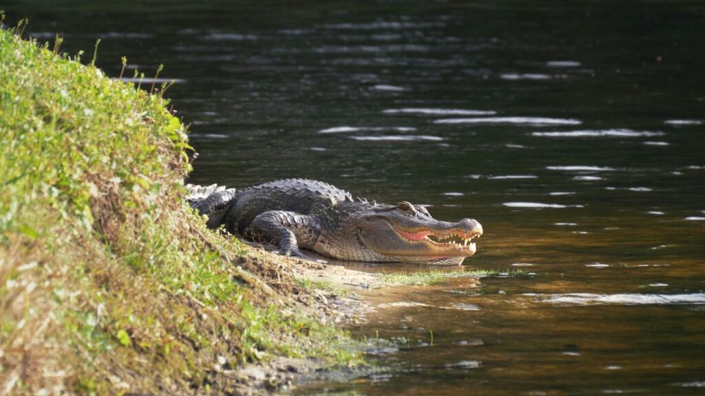Pescador faz registro brutal de jacaré-açu predando um boto rosa na Amazônia