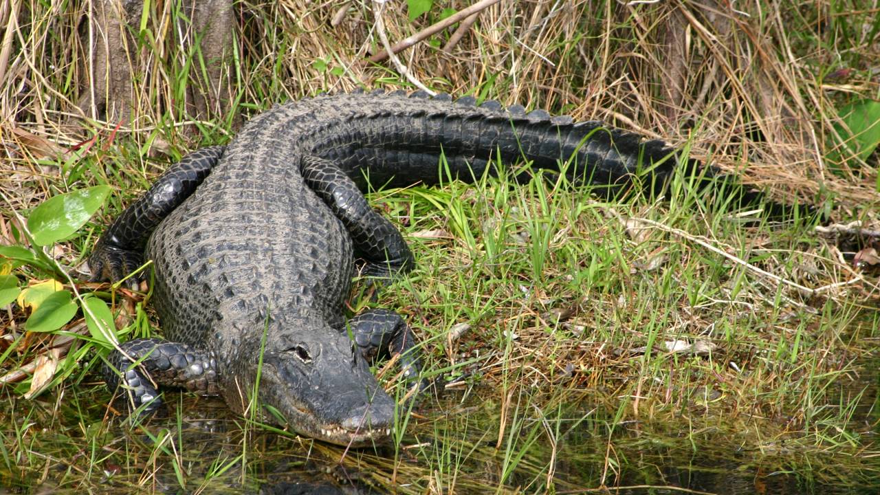 Pescador faz registro brutal de jacaré-açu predando boto rosa na Amazônia