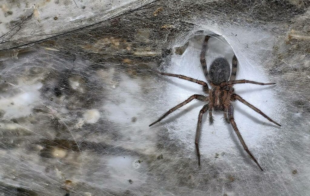 Pesquisadores descobrem a maior teia de aranha do mundo em apenas 100m².