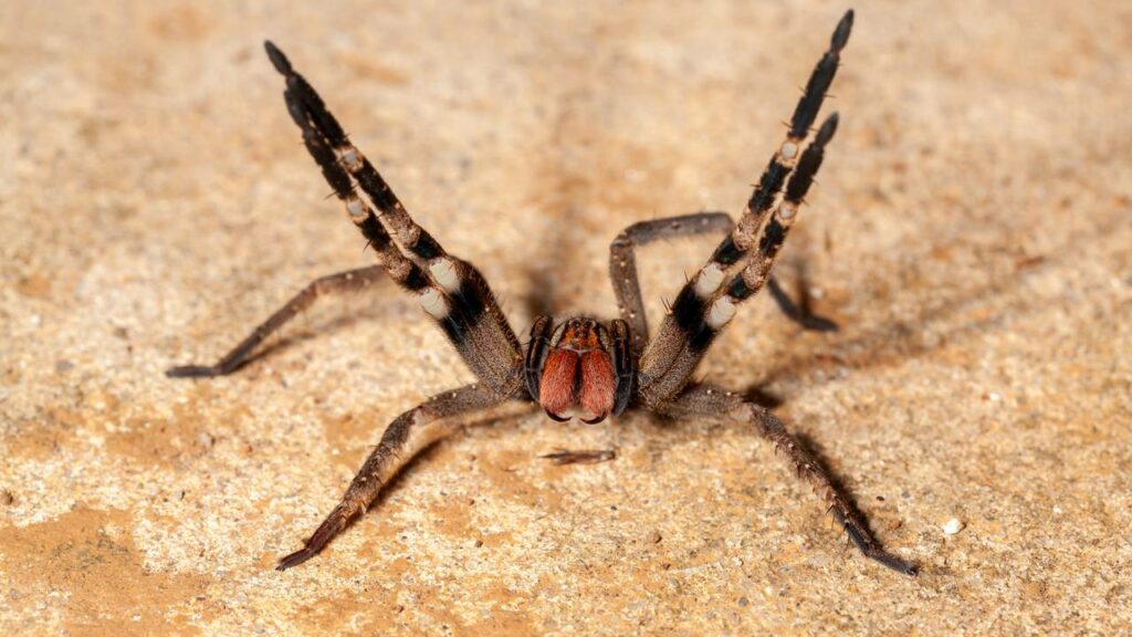 Como saber se há aranhas-armadeiras rondando pela sua casa e como evitar