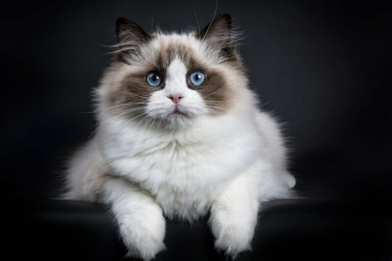 Gato sociáveis: 7 raças que gostam de companhia 