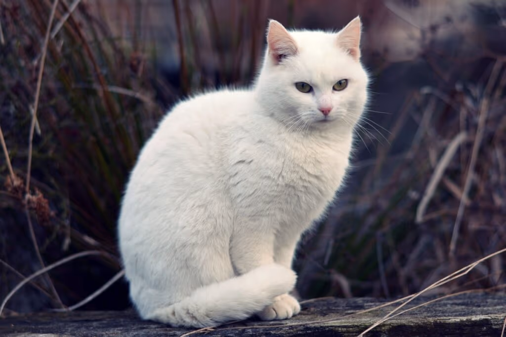 7 curiosidades sobre as cores dos gatos