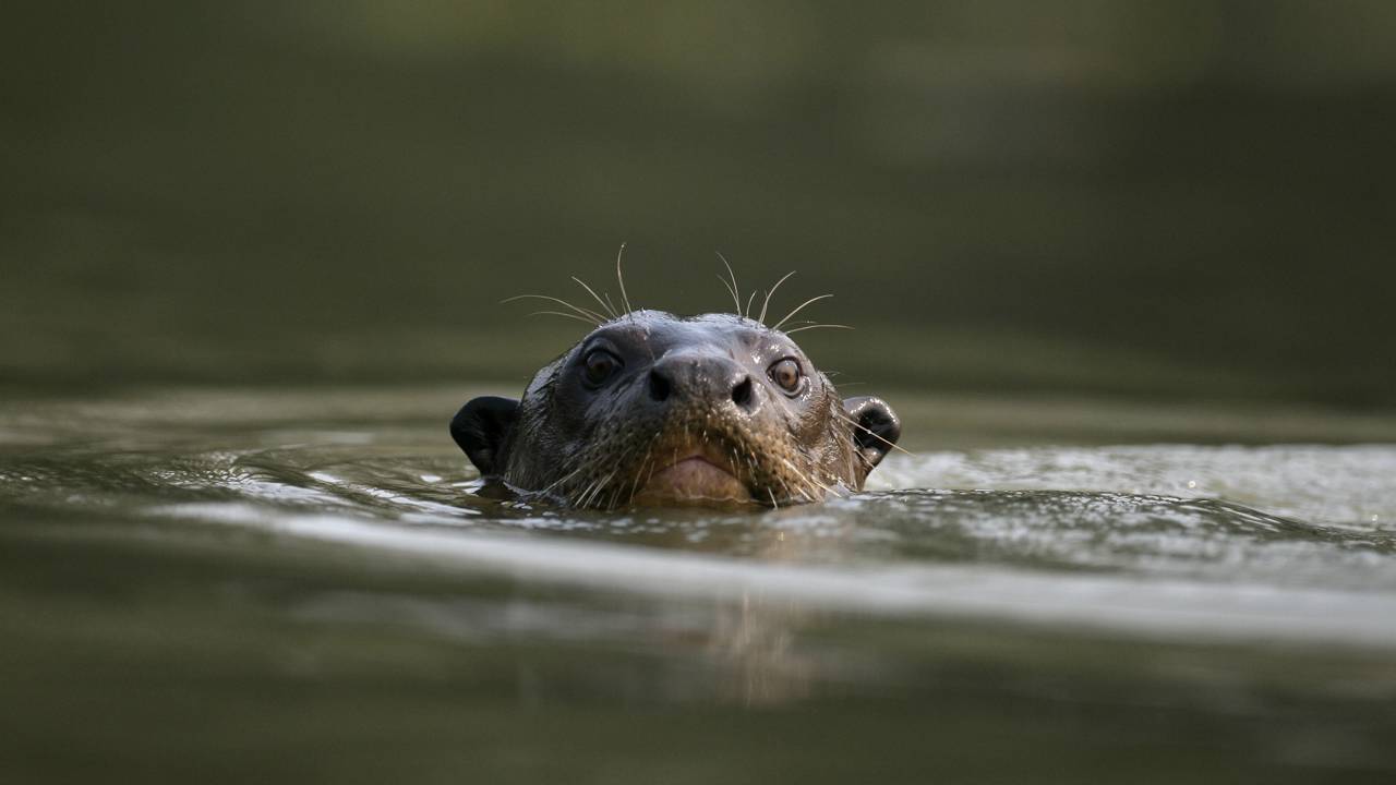 Sumido por 40 anos, maior predador aquático da América do Sul reaparece