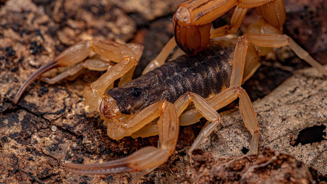Você pisa perto disso todo dia e não sabe o risco mortal