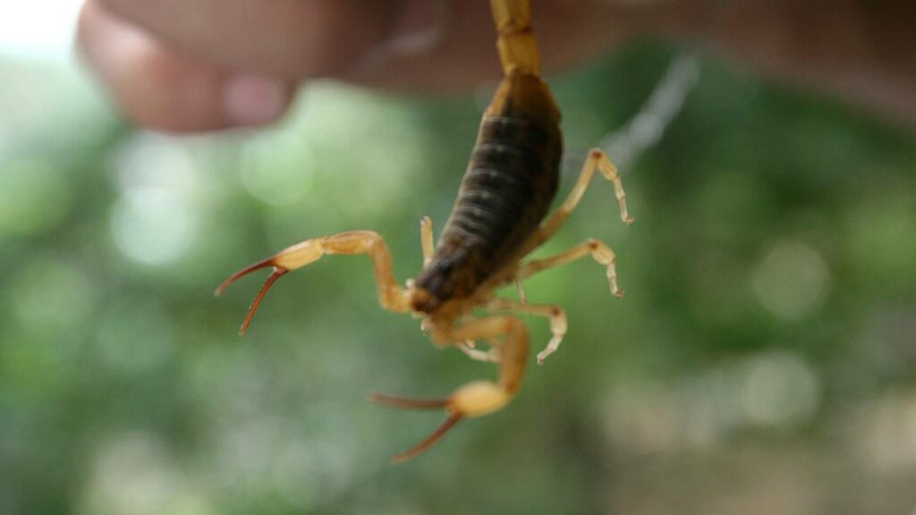 Você pisa perto disso todo dia e não sabe o risco mortal