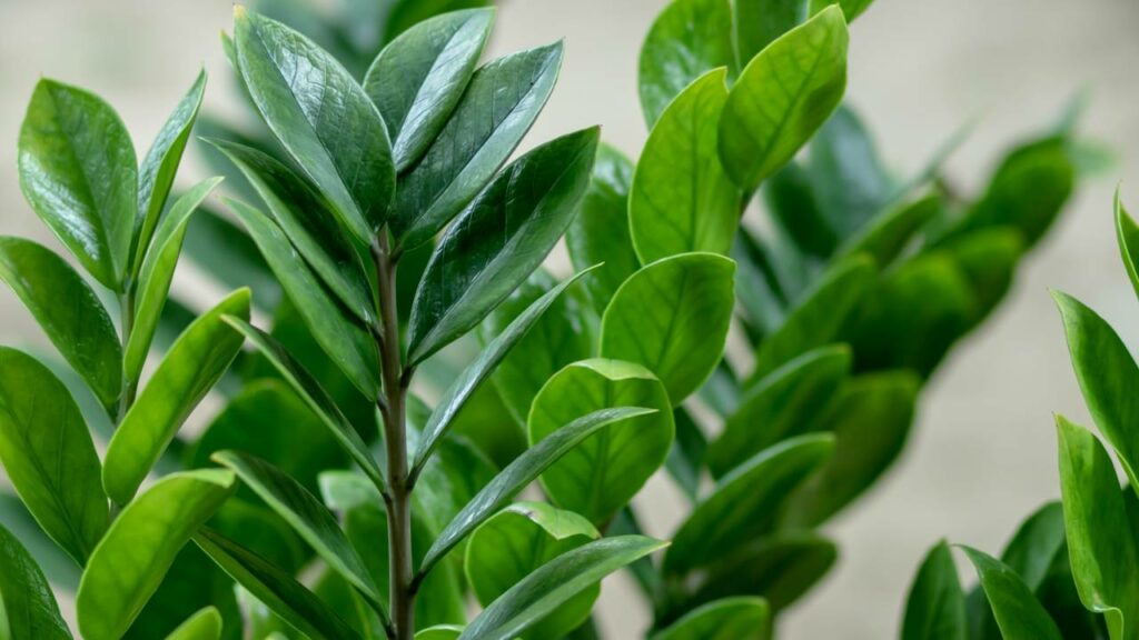 Essas plantas são perfeitas para você que não tem tempo para cuidar delas