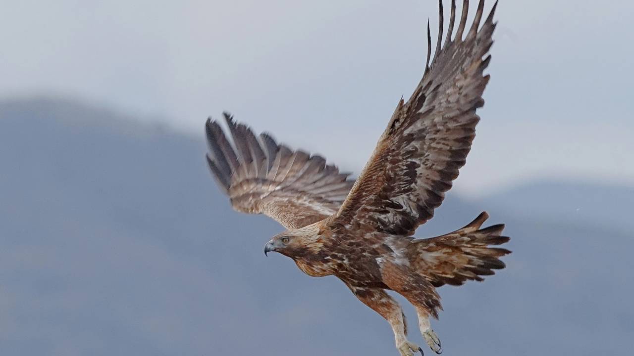 Águia-real é flagrada usando a gravidade para caçar suas presas e choca o mundo