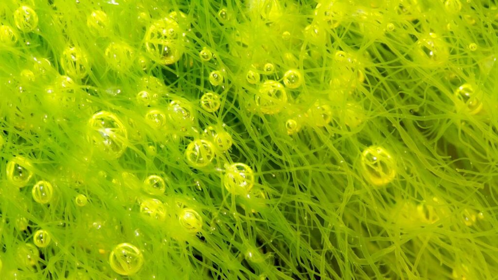 Algas são uma das maiores responsáveis pela produção de oxigênio e absorção do carbono - Créditos: depositphotos.com / smithore