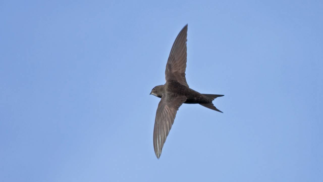 Ave mestre do céu desafia a natureza ao viver 10 meses sem tocar o solo