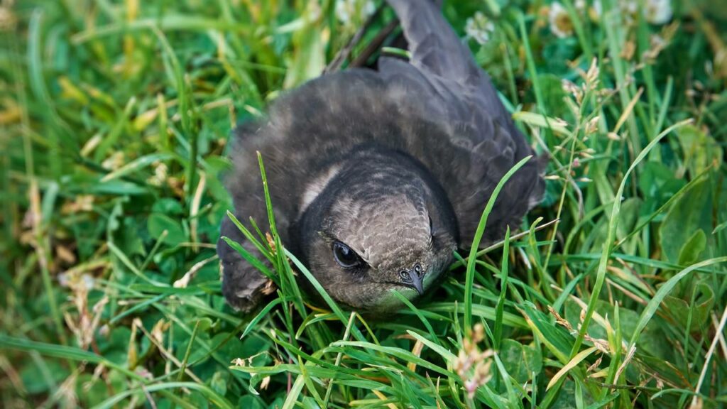 Ave mestre do céu desafia a natureza ao viver 10 meses sem tocar o solo