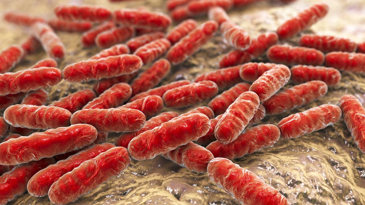 A molécula oculta que pode derrotar superbactérias foi descoberta por acaso