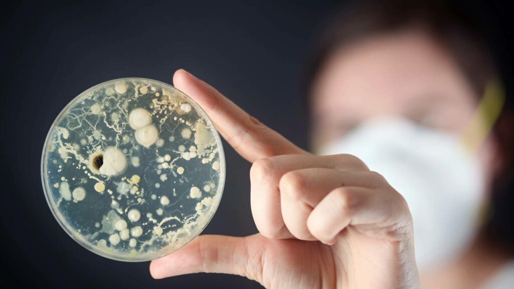 A bactéria que resistiu às salas limpas da NASA e reacendeu o alerta de contaminação planetária
