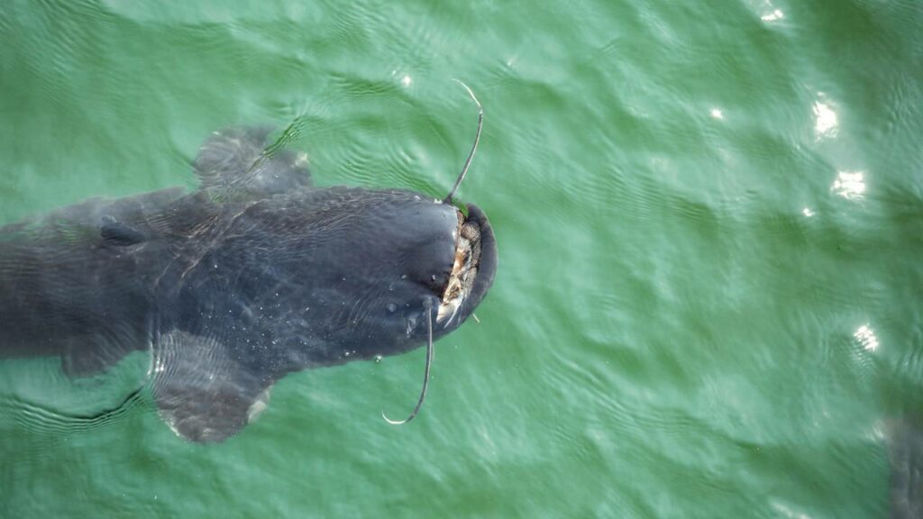 Pescadores capturam o maior bagre do mundo, medindo 2,92 metros