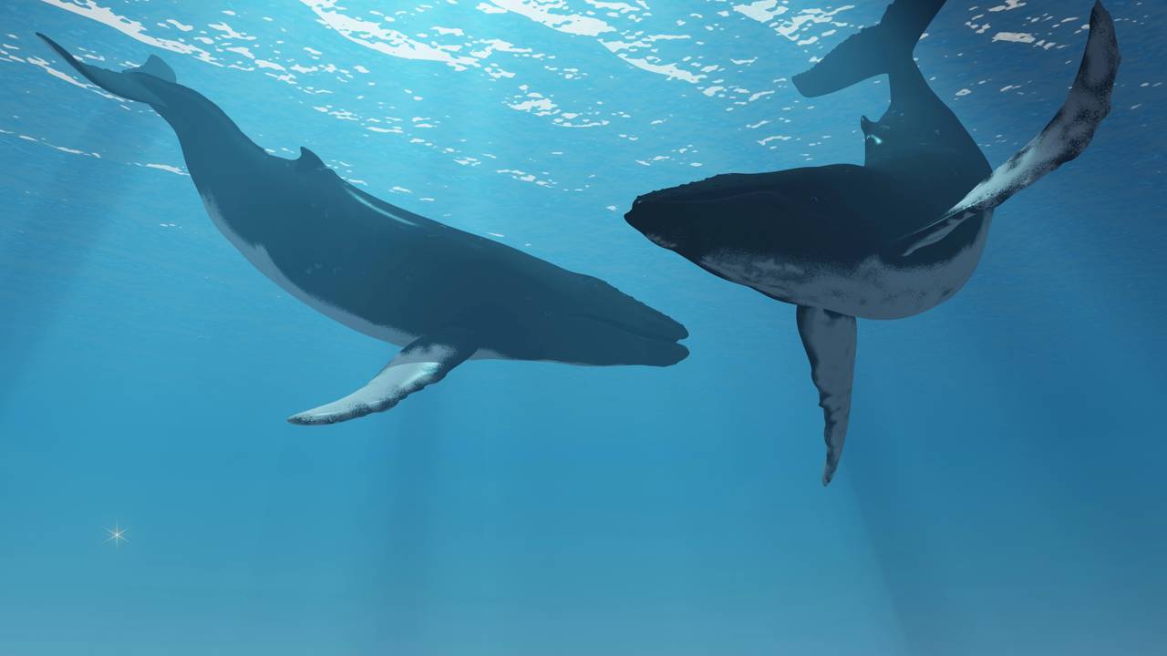 A reação do filhote de baleia ao ver humanos está emocionando todos