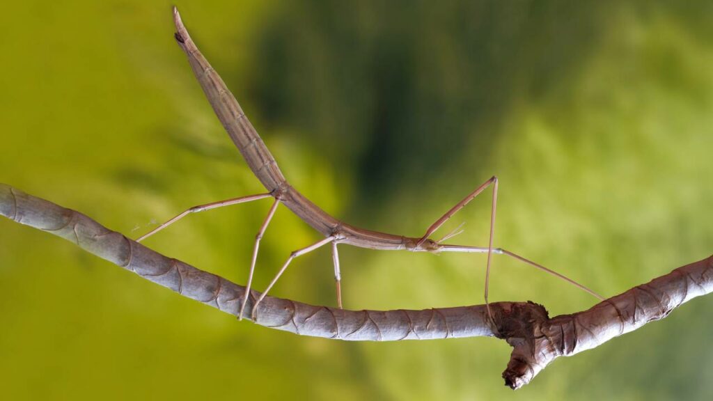 Eles parecem saídos de um sonho e estão vivos na natureza