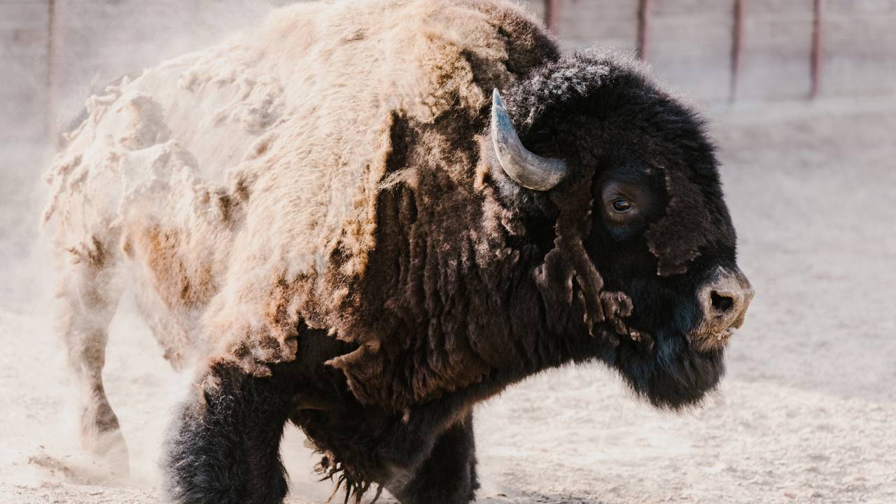Animal gigante morre fervido ao cair em piscina termal