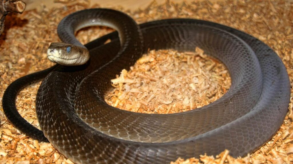 Essas são as maiores, mais venenosas e mais perigosas cobras do mundo