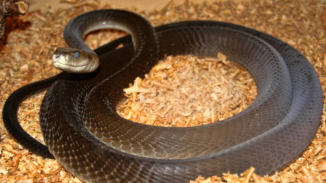 Cobra mais temida da África tem nome e faz isso antes de atacar