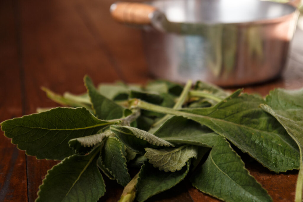 Banho de boldo: aprenda a afastar energias negativas