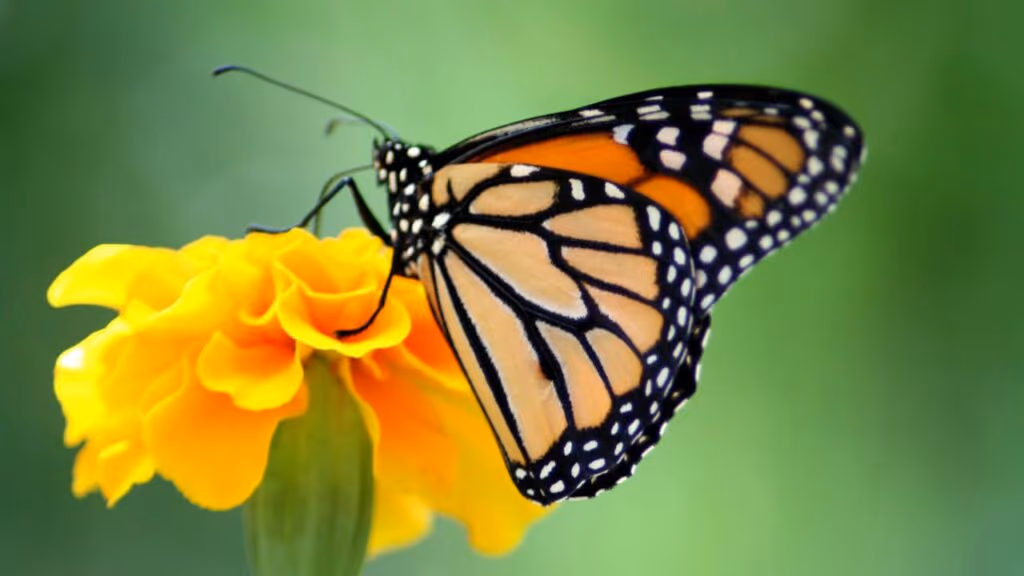 Eles parecem saídos de um sonho e estão vivos na natureza