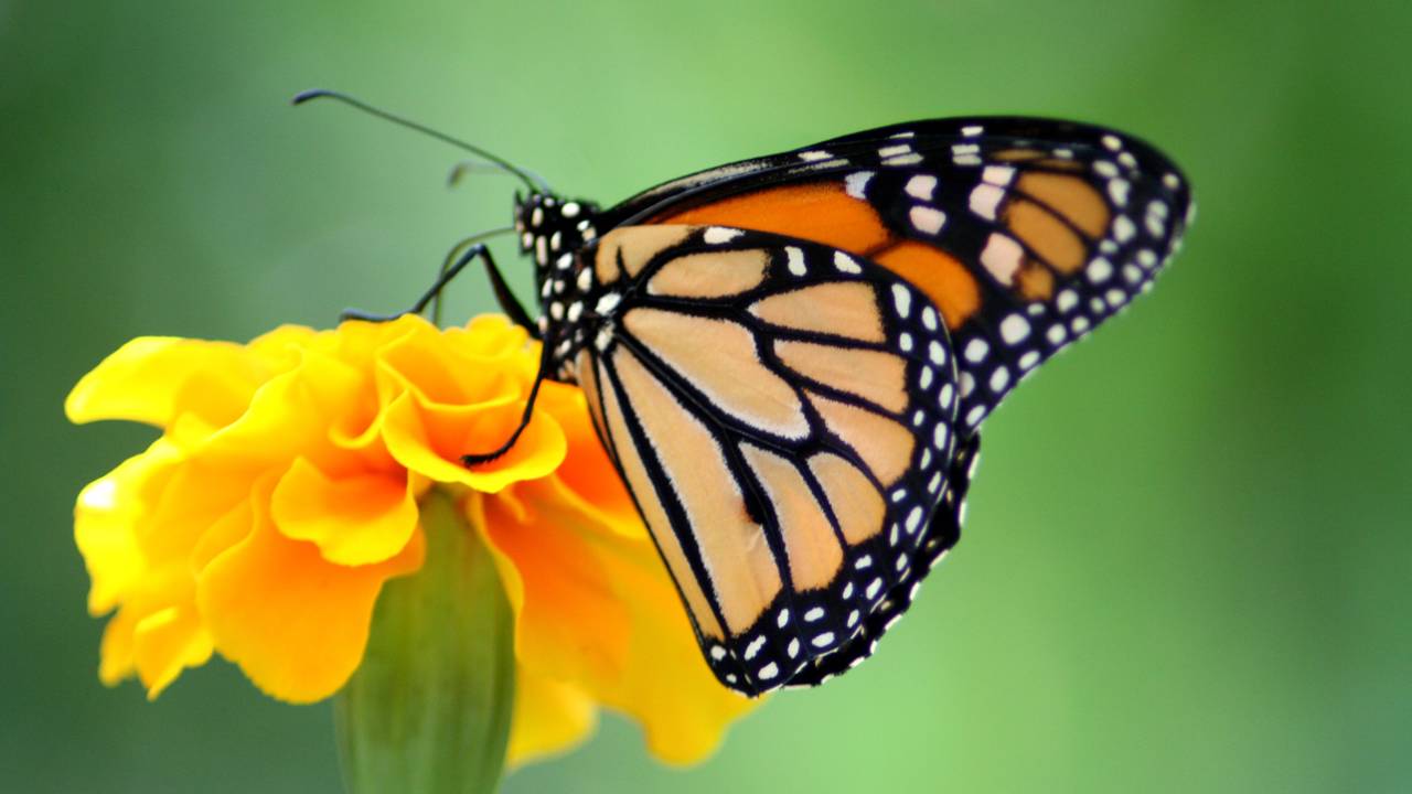 Eles parecem saídos de um sonho e estão vivos na natureza