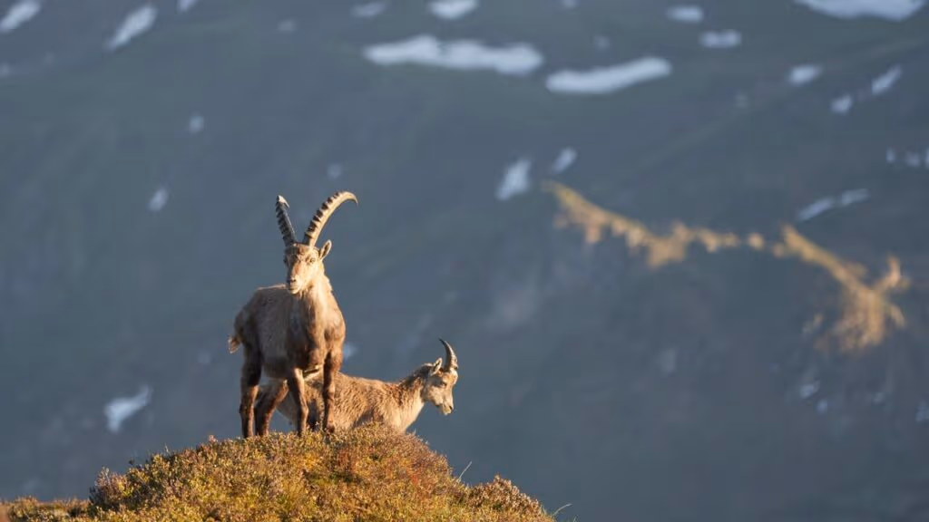 Cabras são flagradas burlando as leis de física subindo montanhas impossíveis