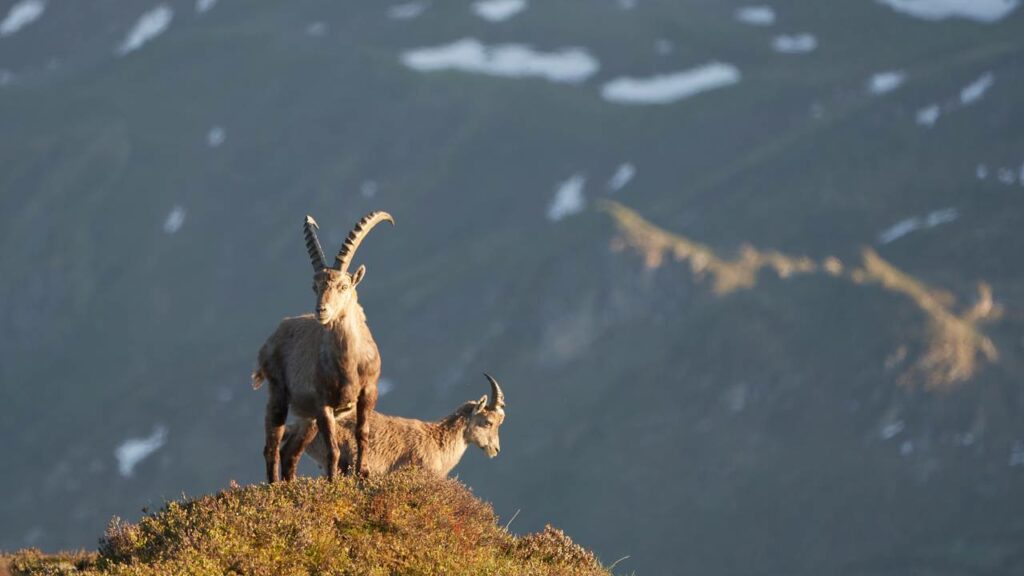 Cabras são flagradas burlando as leis de física subindo montanhas impossíveis