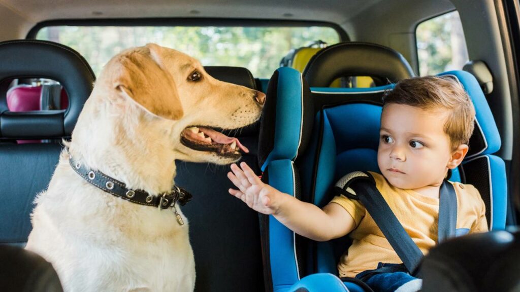 Como saber quem é a pessoa predileta do seu cão na sua família