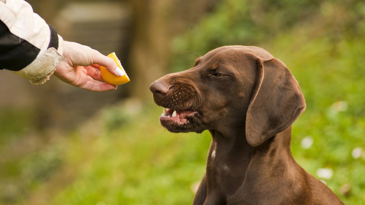 O petisco da sua casa que pode matar seu animalzinho silenciosamente