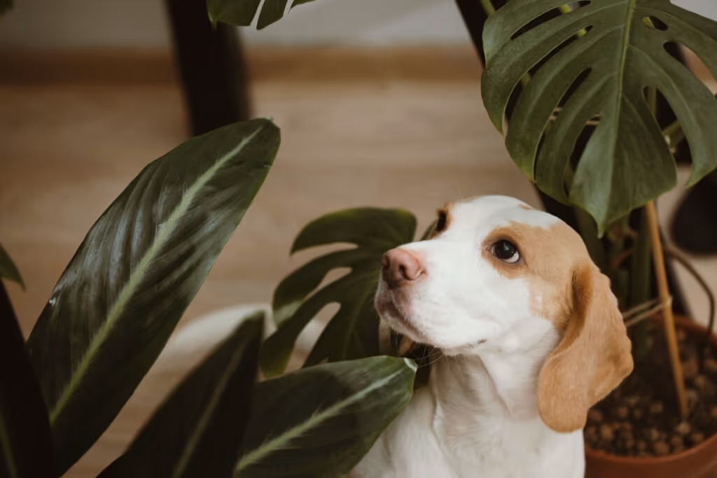 7 dicas simples para cuidar de plantas em casa
