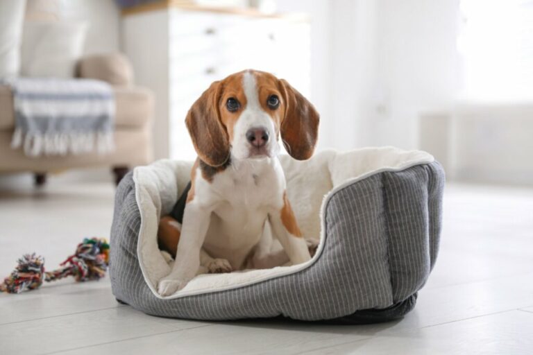 10 nomes ideais para cachorros tímidos 