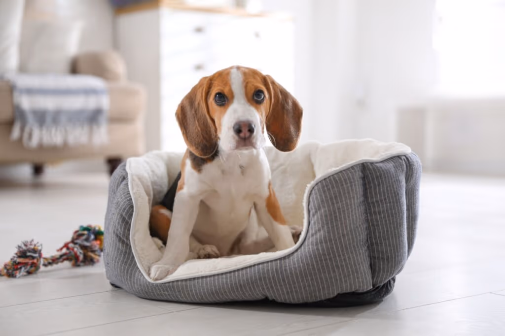 10 nomes ideais para cachorros tímidos 