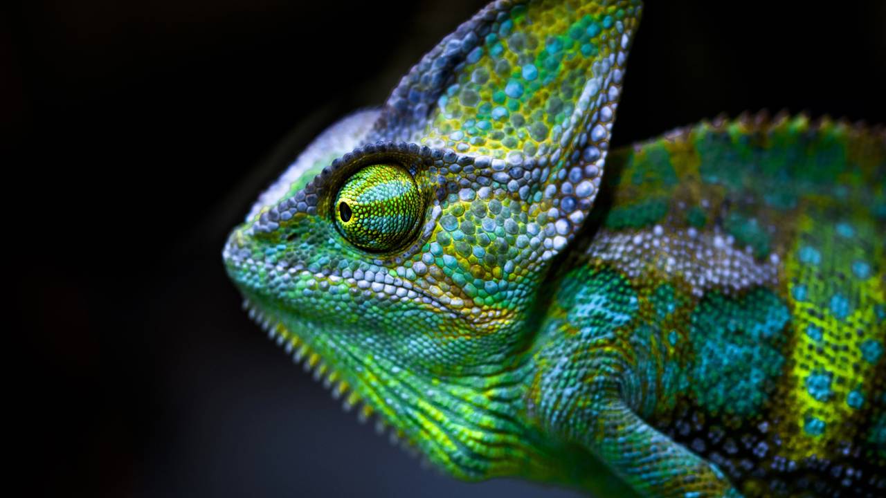 Animais com superpoderes impressionantes que a ciência estuda até hoje