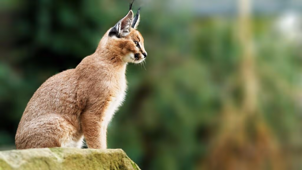 Um dos felinos mais raros do mundo é registrado pelas câmeras