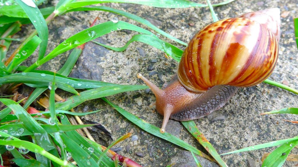 Espécies invasoras no Brasil causam desequilíbrio ambiental