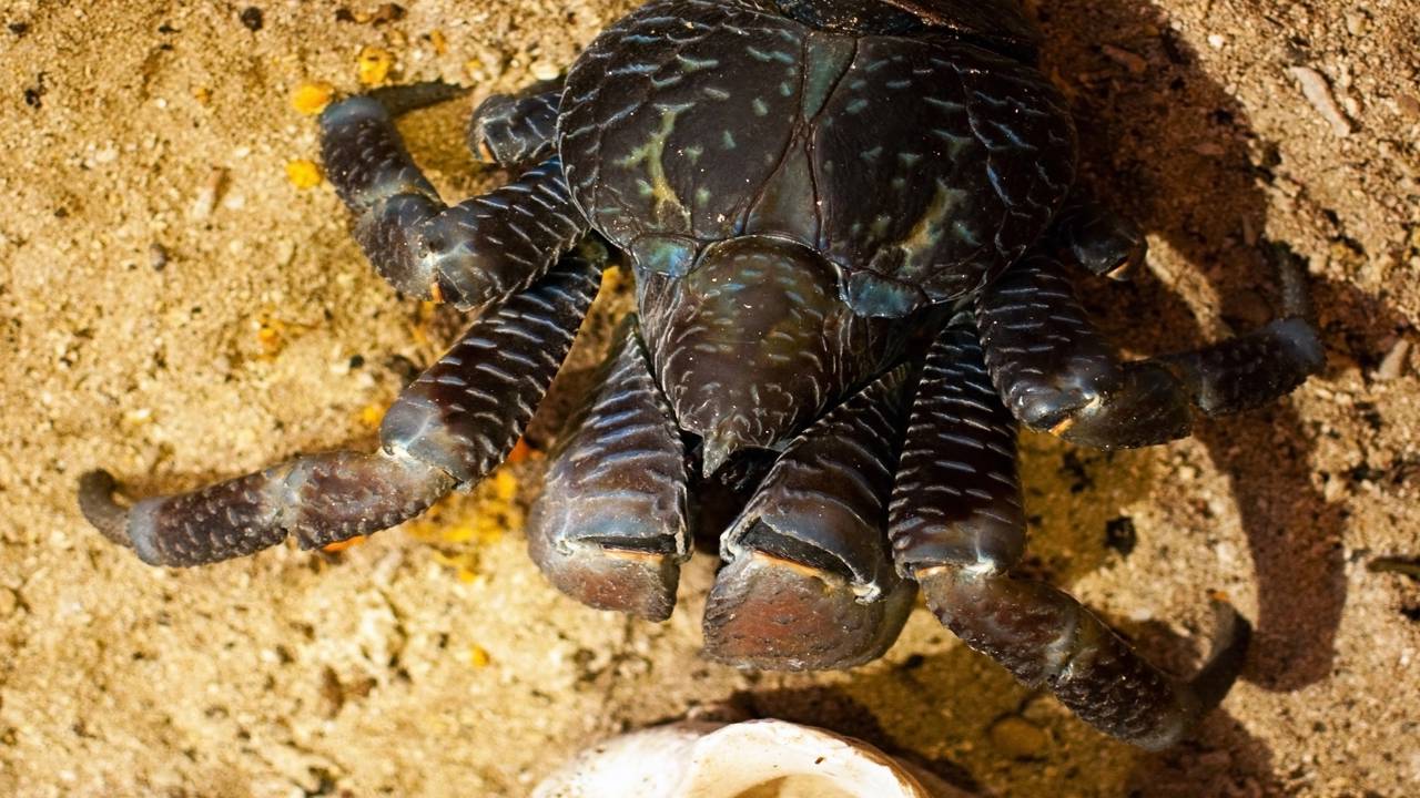 Animal gigante é reencontrado após mais de 100 anos