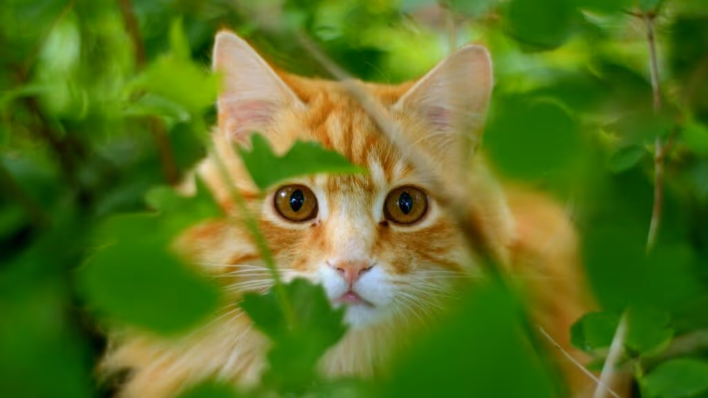 Cuidado! A flor que pode deixar seu gato doente está em muitos jardins